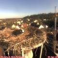 07_50-nest.jpg
