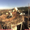 08_05-nest.jpg