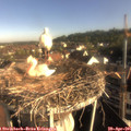 08_10-nest.jpg