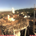 08_15-nest.jpg