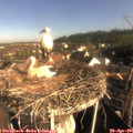 08_20-nest.jpg