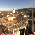 08_25-nest.jpg