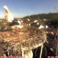 08_35-nest.jpg
