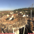 09_10-nest.jpg