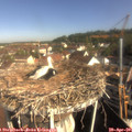 09_15-nest.jpg