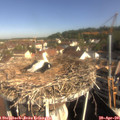 09_20-nest.jpg