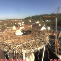 09_30-nest.jpg