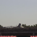 09_35-mast.jpg