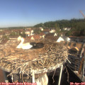 09_45-nest.jpg