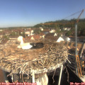09_50-nest.jpg