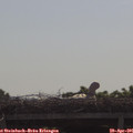 09_55-mast.jpg