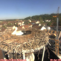 09_55-nest.jpg