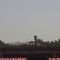 10_00-mast.jpg