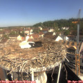 10_00-nest.jpg