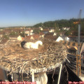 10_05-nest.jpg