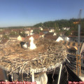 10_10-nest.jpg
