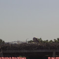 10_15-mast.jpg
