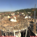10_15-nest.jpg
