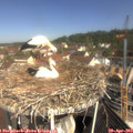 10_30-nest.jpg