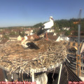 10_40-nest.jpg