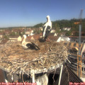 10_45-nest.jpg