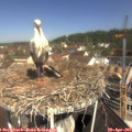 10_50-nest.jpg