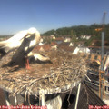 10_55-nest.jpg
