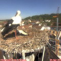 11_00-nest.jpg
