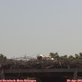 11_05-mast.jpg