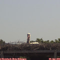 11_15-mast.jpg
