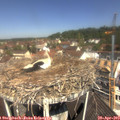 11_30-nest.jpg