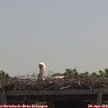 11_45-mast.jpg