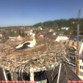 11_50-nest.jpg