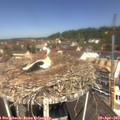 11_55-nest.jpg