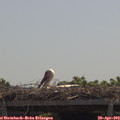 12_00-mast.jpg
