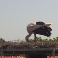 12_05-mast.jpg
