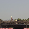 12_45-mast.jpg