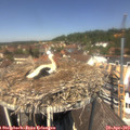 12_45-nest.jpg