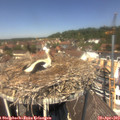 12_50-nest.jpg
