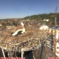 12_55-nest.jpg