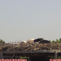 13_00-mast.jpg