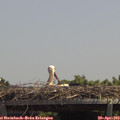 13_10-mast.jpg