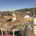 13_10-nest.jpg