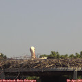 13_15-mast.jpg