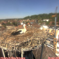 13_15-nest.jpg