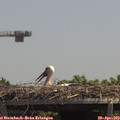 13_20-mast.jpg