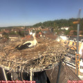 13_20-nest.jpg