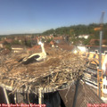 13_25-nest.jpg