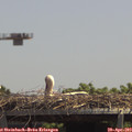 13_30-mast.jpg