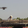 13_35-mast.jpg